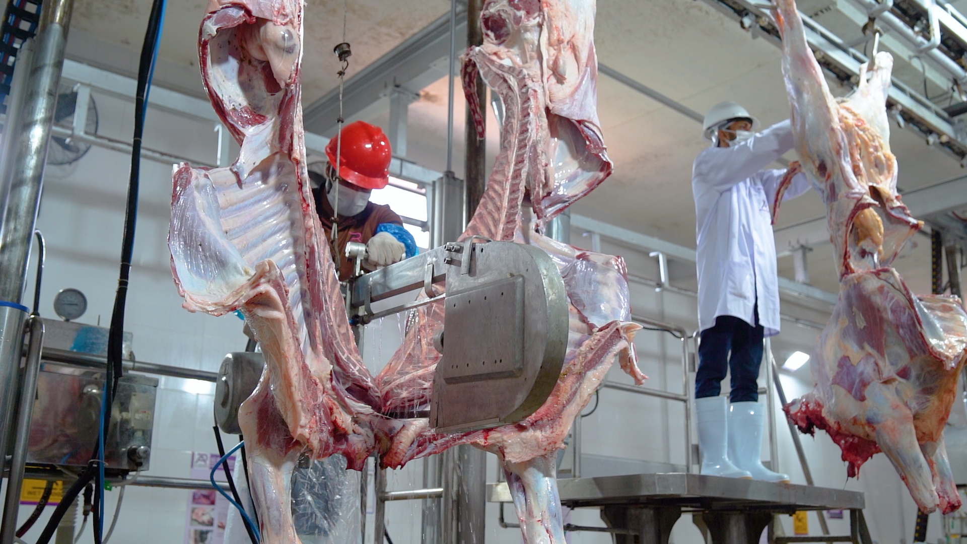 Beef Carcass Page 1