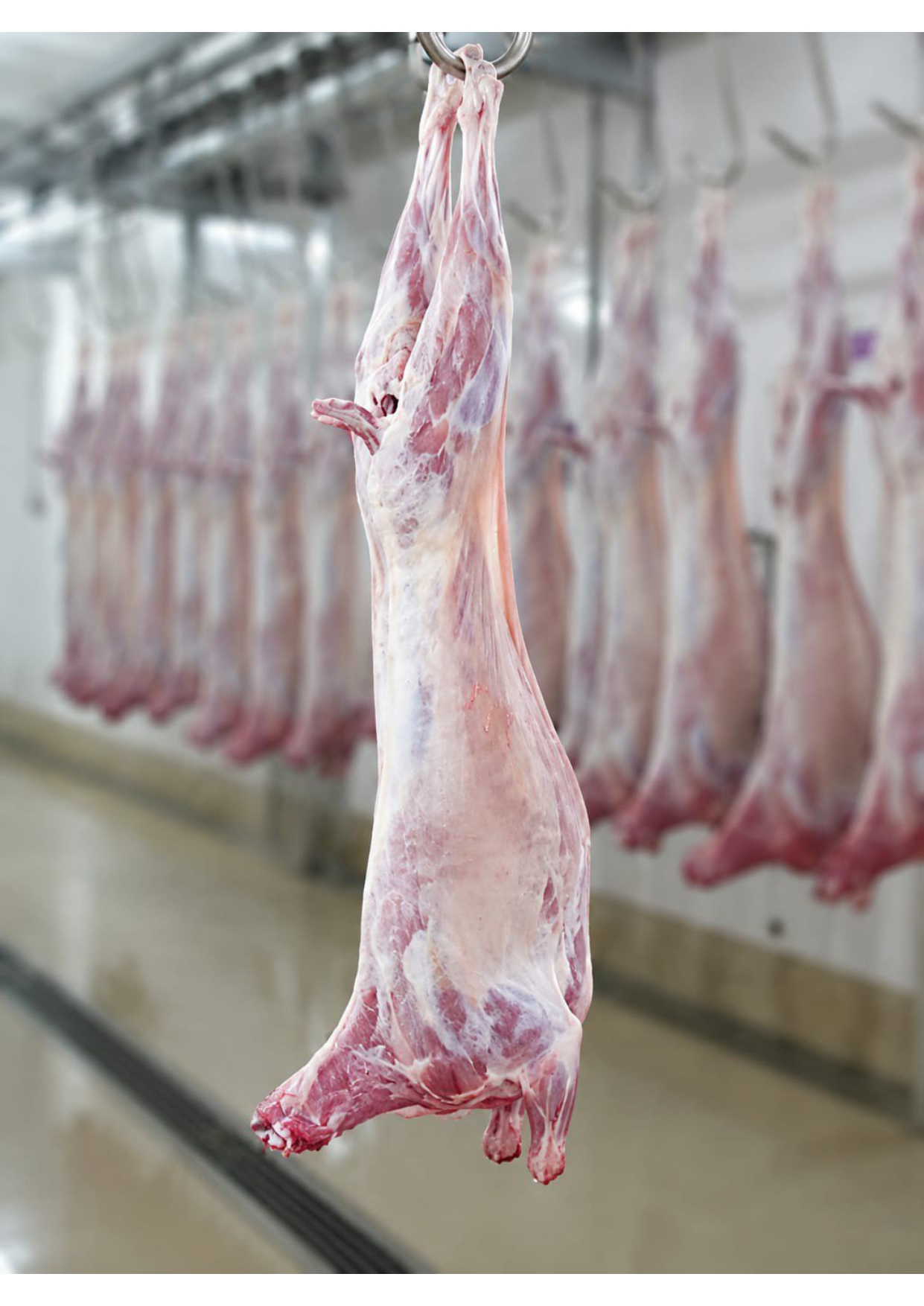 Mutton Carcass Premium